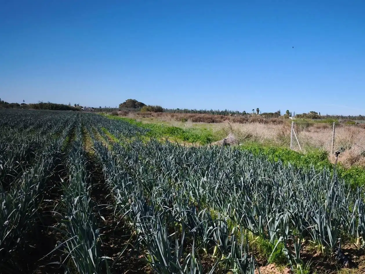 Terreno rustico in vendita a Las Tres Piedras - Costa Ballena, imagen 11