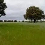 Rural land for sale in Topas, imagen 10