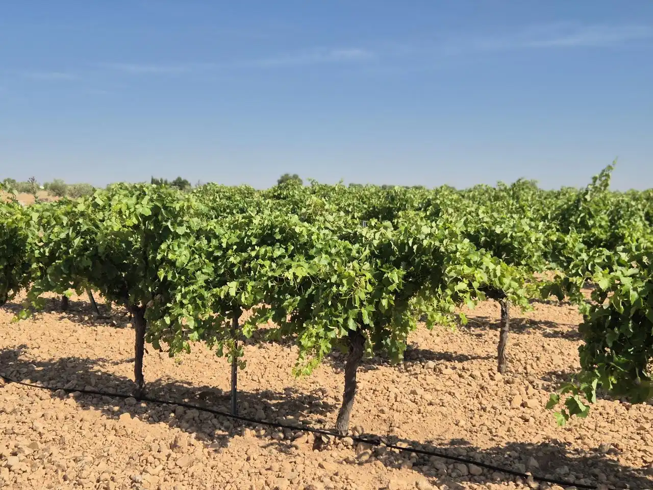 Terreno rustico in vendita a Las Colinas, imagen 19