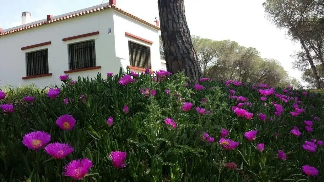 Terreni e lotti in vendita a La Puebla del Río, imagen 6