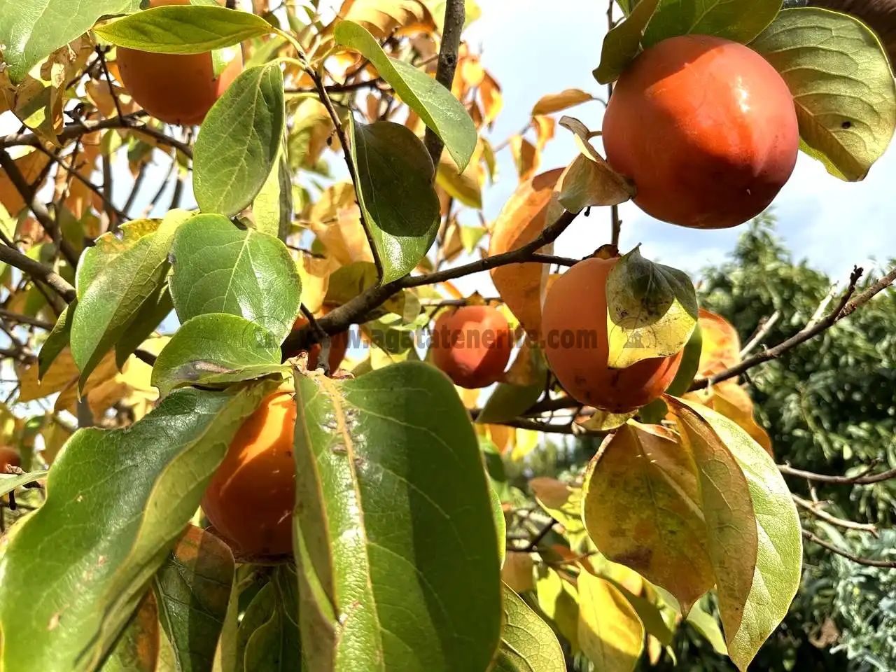 Jardí de Finca rústica en venda en El Tanque