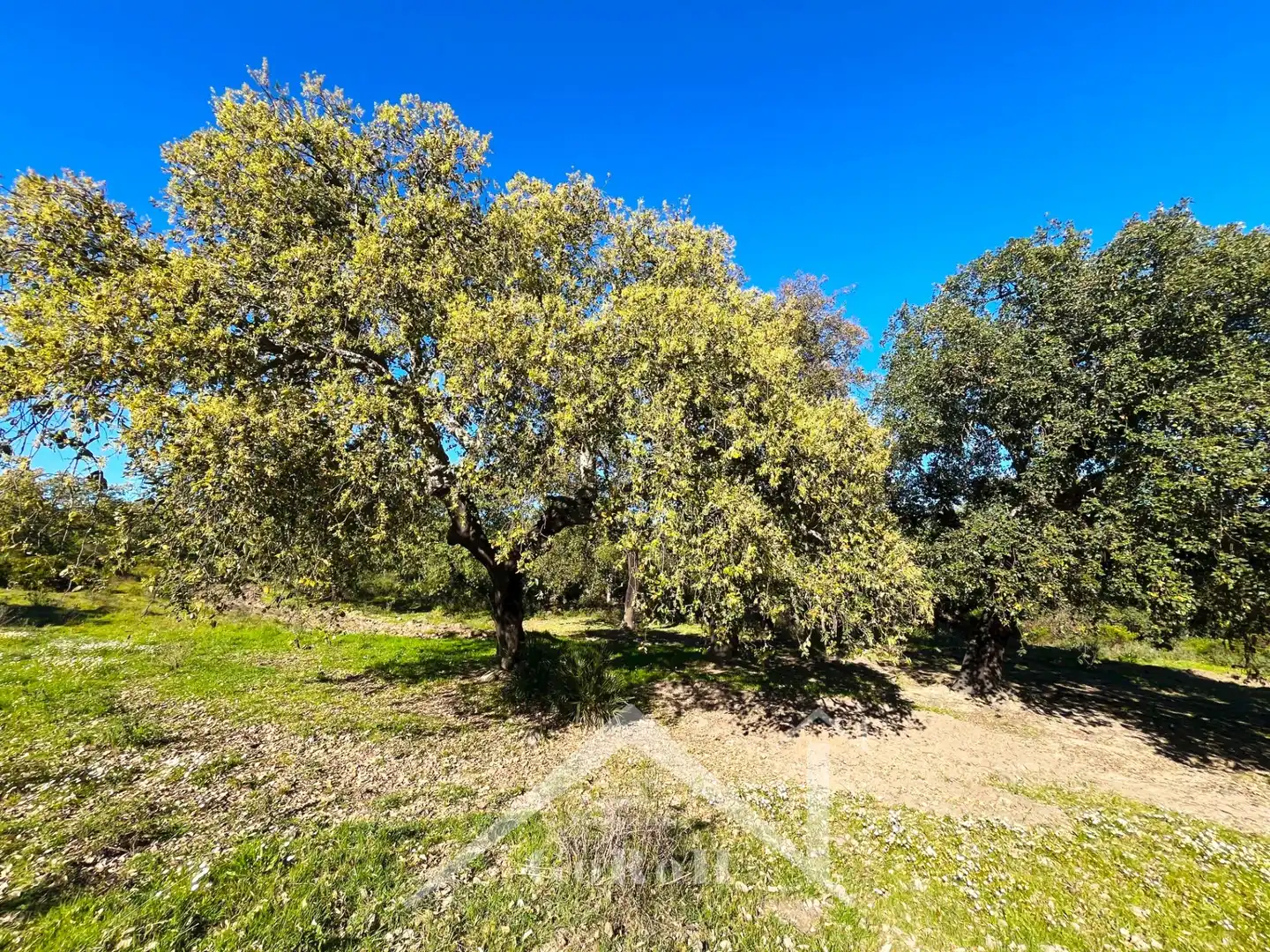 Terreni e lotti in vendita a Castilblanco de los Arroyos, imagen 21