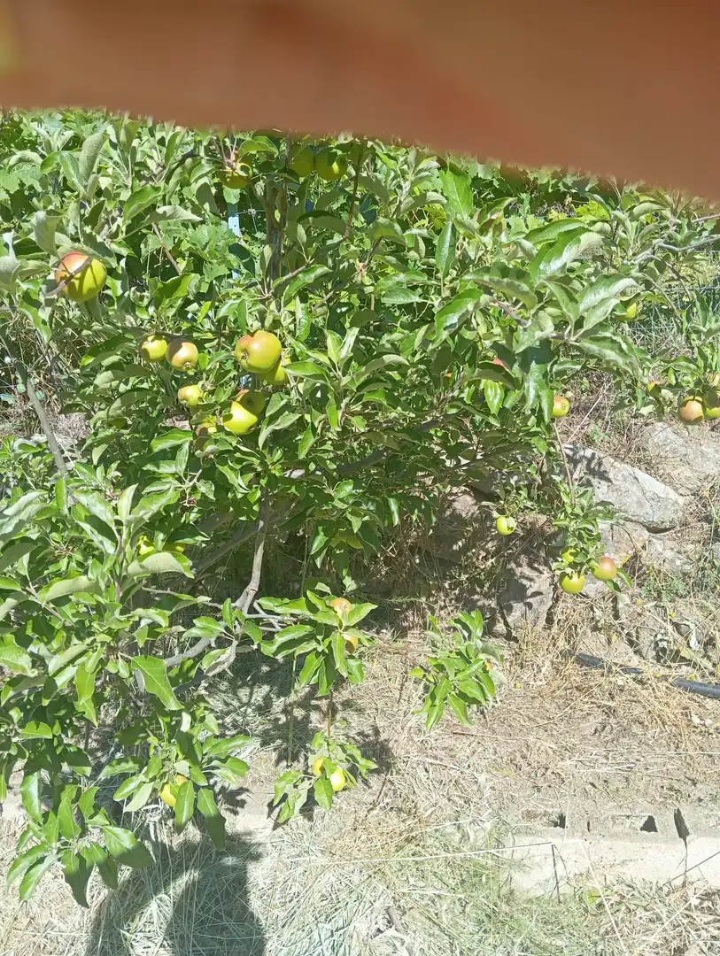 Terreni e lotti in vendita a Jarandilla de la Vera