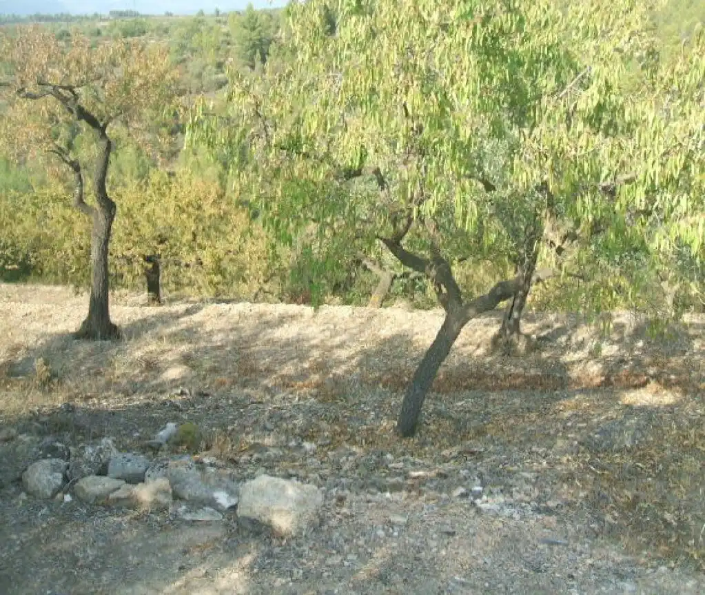 Rural land for sale in -, imagen 2