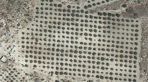 INTERESANTE FINCA DE OLIVAR CON CORTIJO, imagen 3