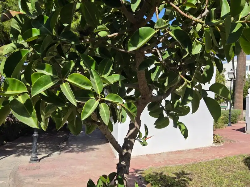 Jardí de Pis en venda en  Almería Capital amb Terrassa