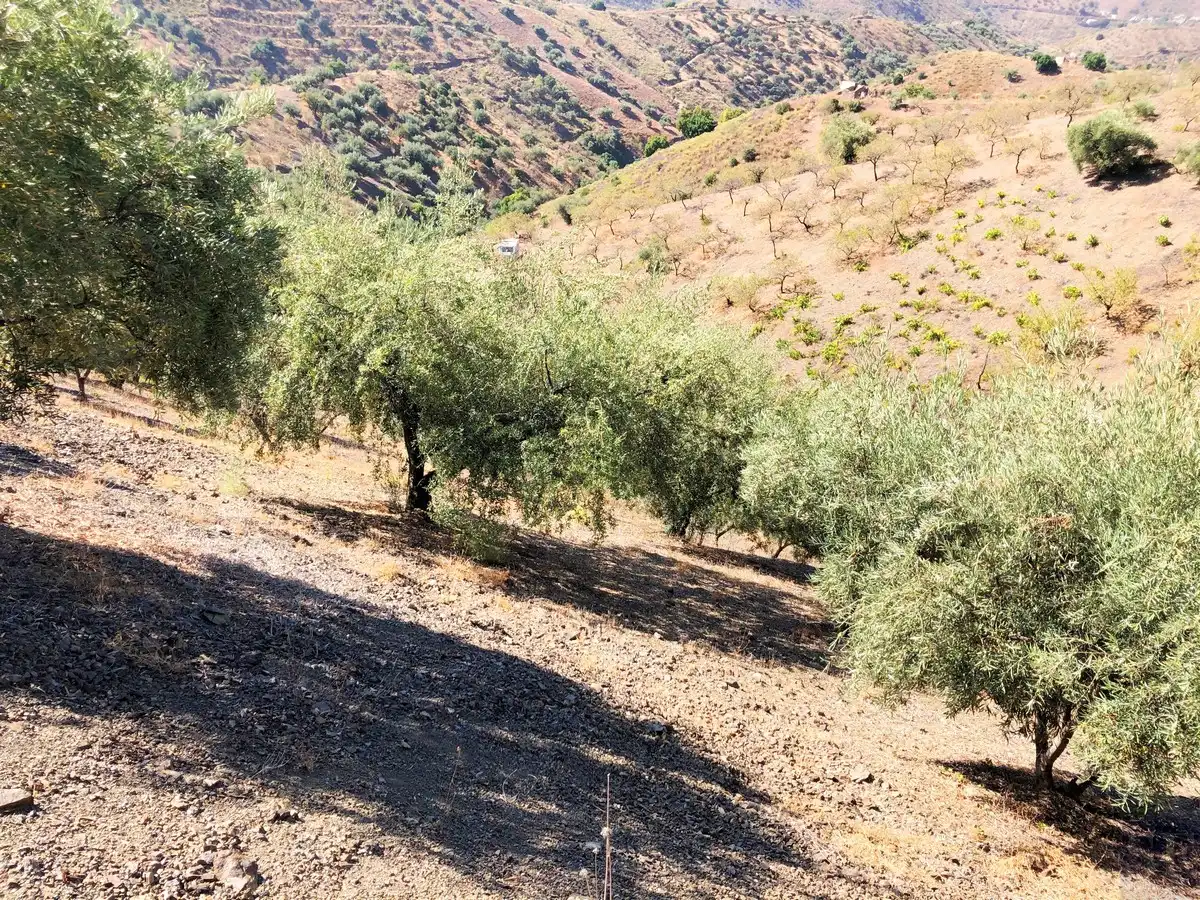 Terrenos y solares en venta en Sedella, imagen 12