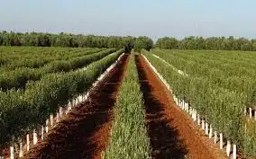 Terreno rustico in vendita a Alcalá del Río, imagen 2