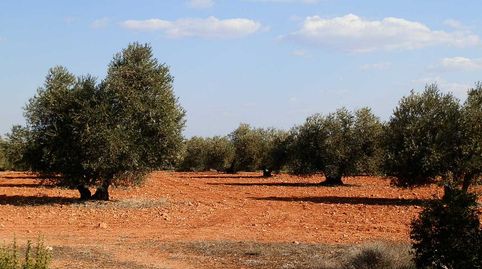 finca en venta 281 has. caza menor en Ruidera (C.Real), immagine 4