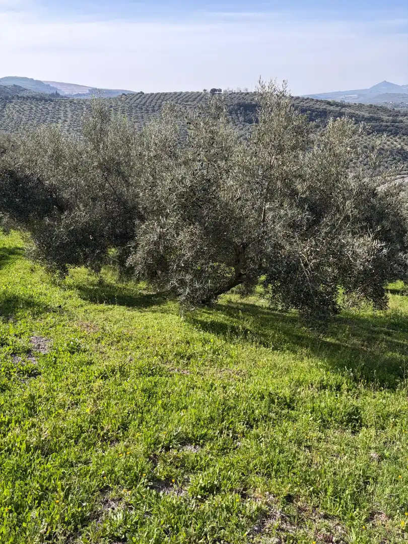 Rural land for sale in Poleares, imagen 9