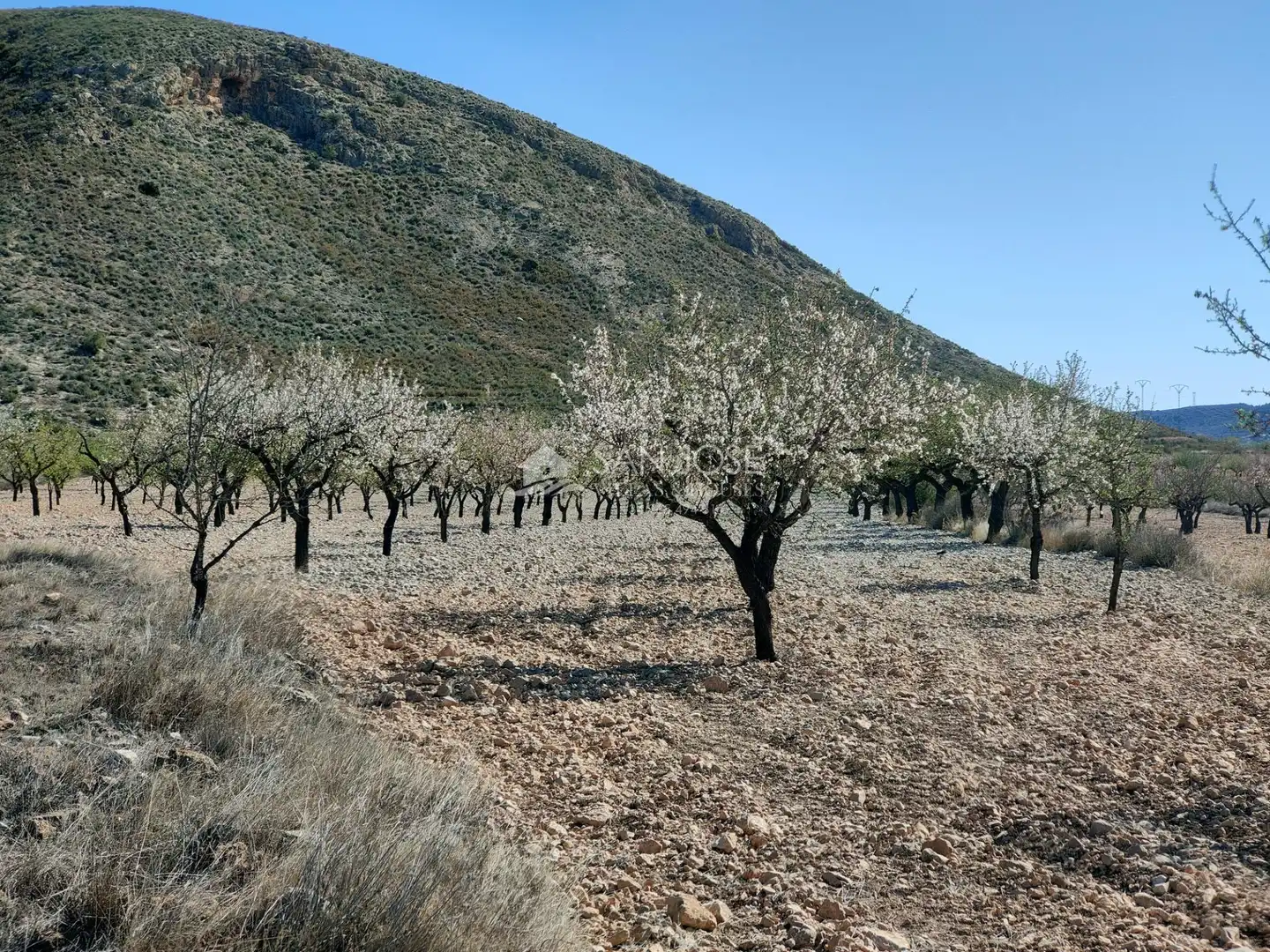 Terreno rustico in vendita a La Murada - Los Vicentes, imagen 11