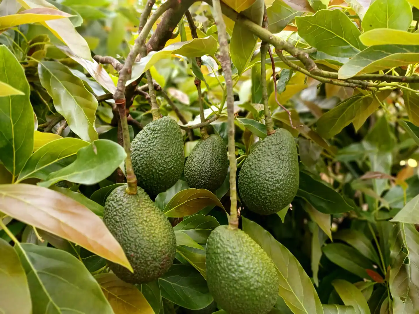 Jardí de Casa o xalet en venda en La Orotava amb Jardí privat, Terrassa i Moblat