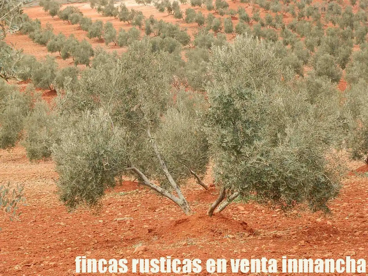 Rural land for sale in Valdepeñas, imagen 8