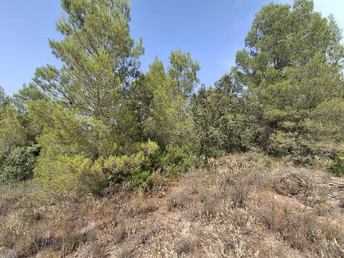 Rural land for sale in Gandesa, imagen 23