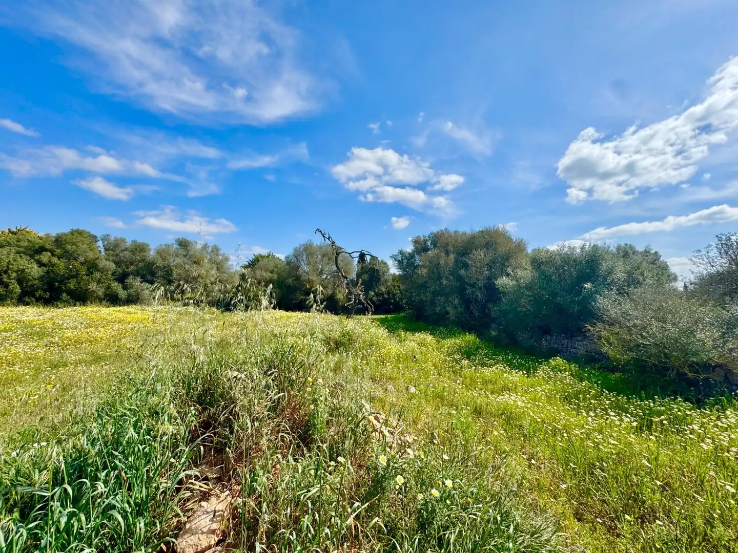 Residential land for sale in parcela 27 del polígono 22. Campos, imagen 7