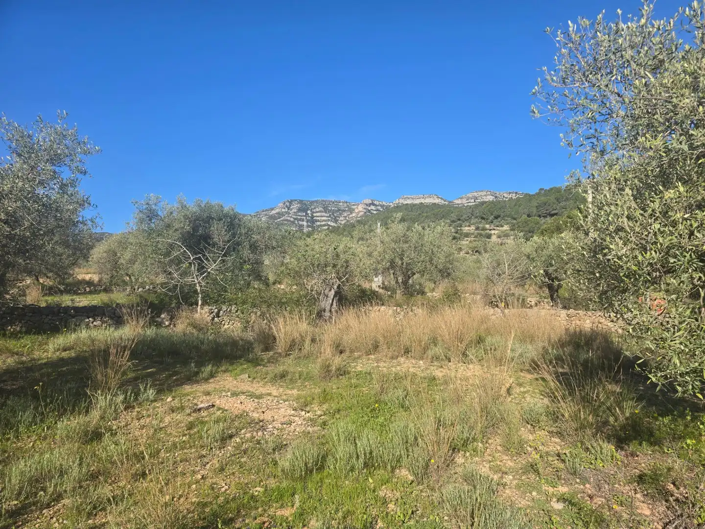 Terreno rustico in vendita a Alcanar, imagen 11
