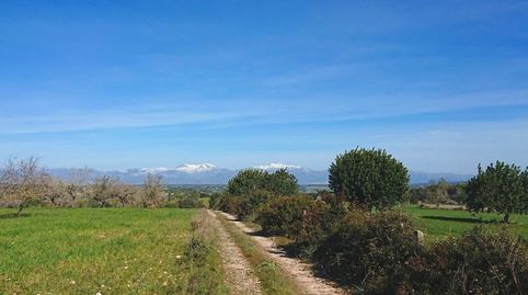 Gran casa de campo mallorquina de 2.000 m2 para restaurar con 55 hectáreas de terreno en Algaida, imatge 4