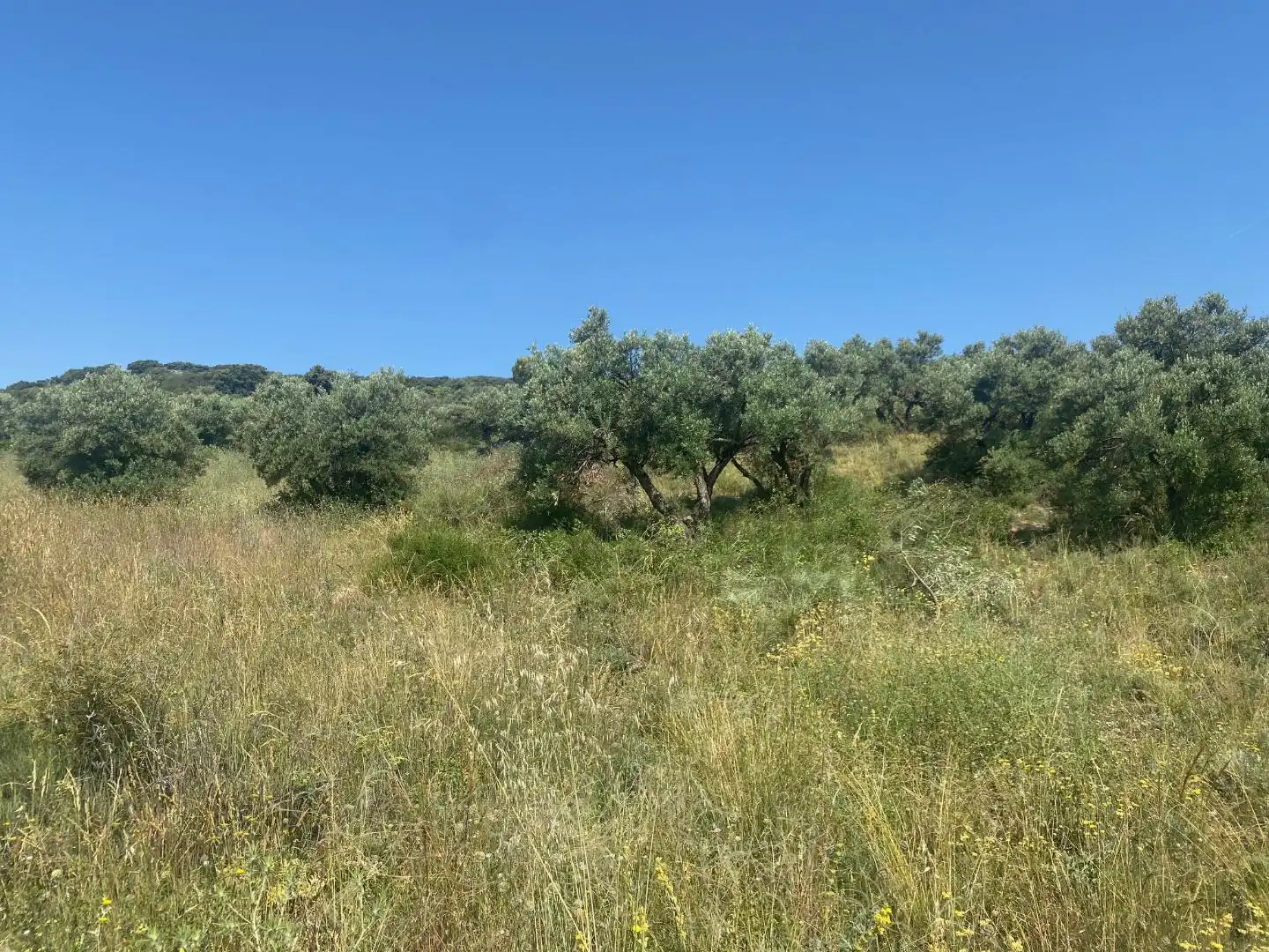Grundstücke zur Miete in Loranca de Tajuña