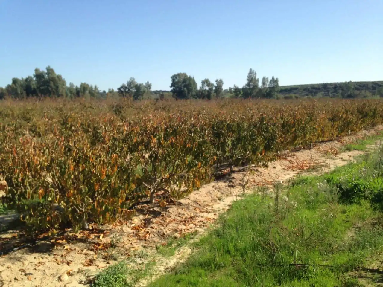 Land for sale in Villar de Rena