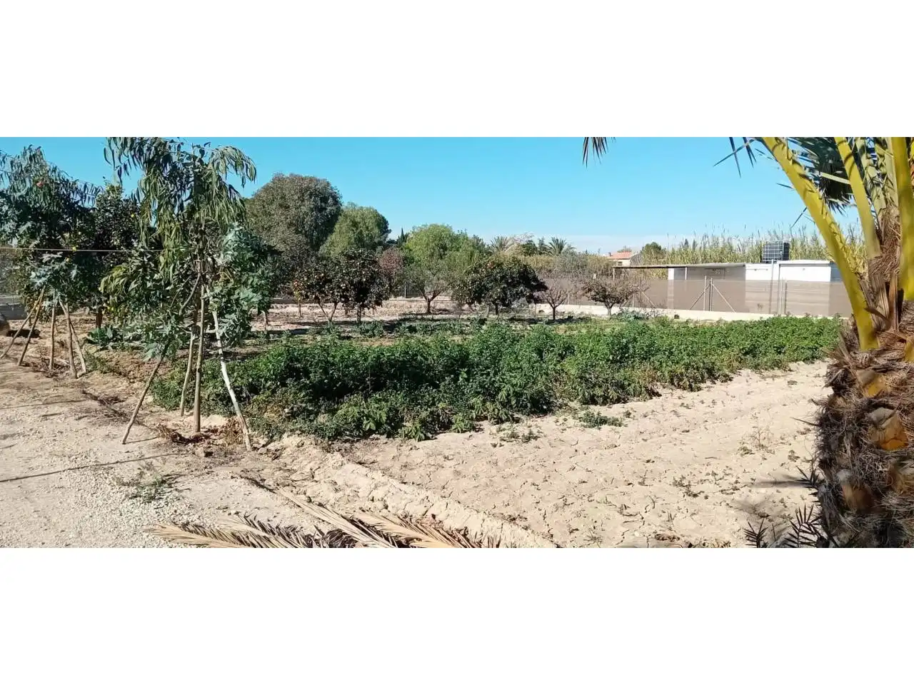 Terreny rústic en venda a Camino Paraje, imagen 11
