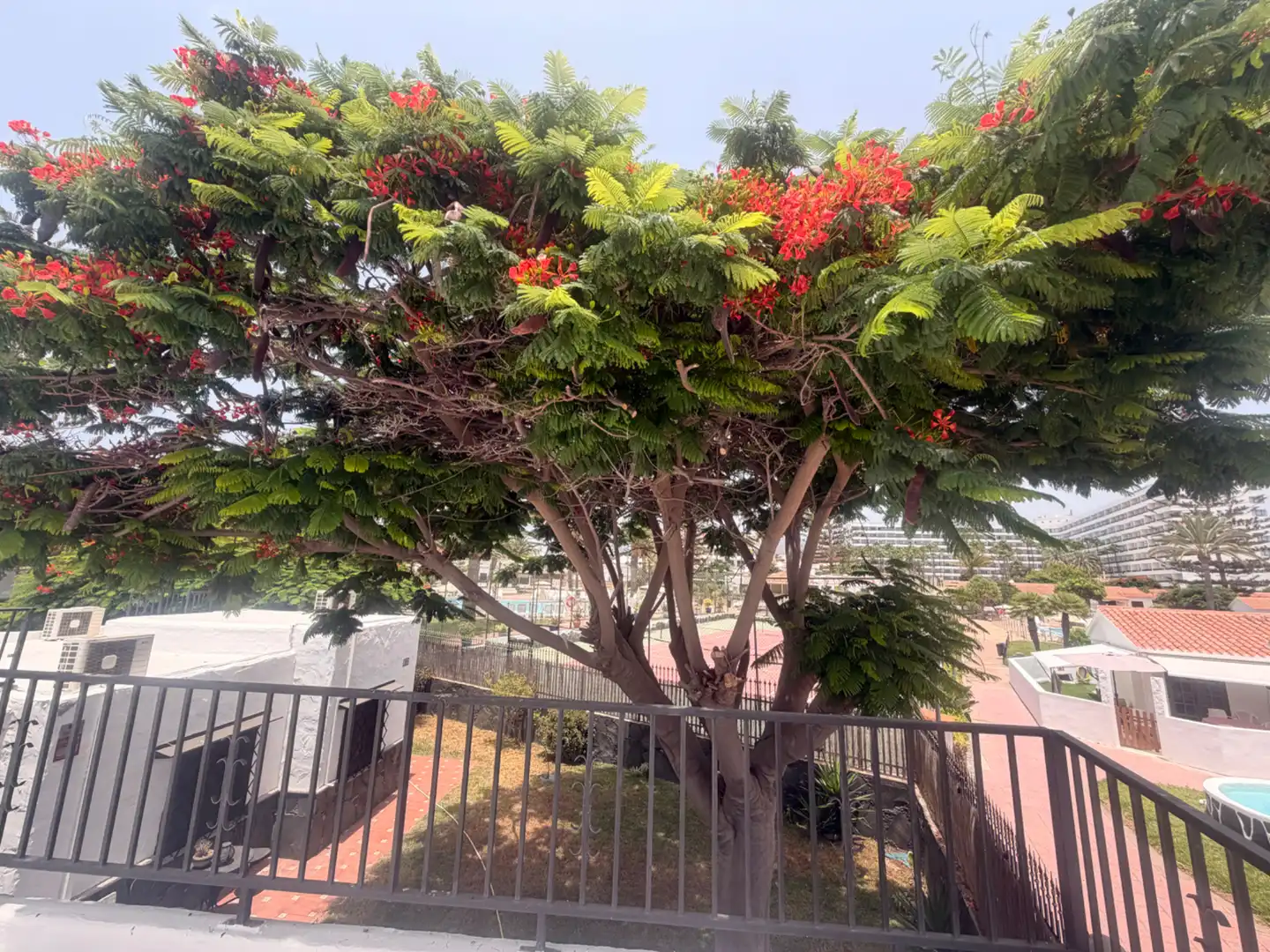 Jardín de Casa o chalet en venta en San Bartolomé de Tirajana con Jardín privado, Terraza y Trastero