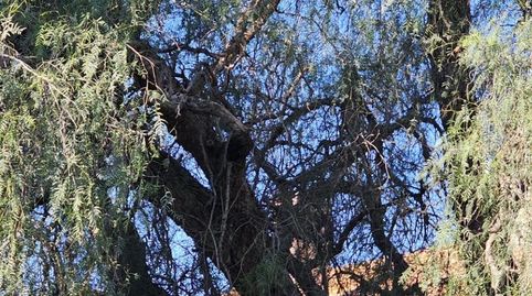 Foto 5 de Finca rústica en venta en Miranda, Cartagena