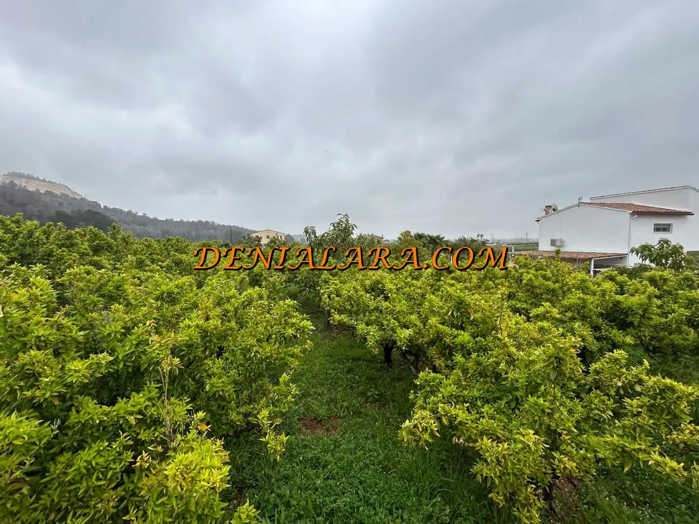 Rural land for sale in Pego, imagen 3