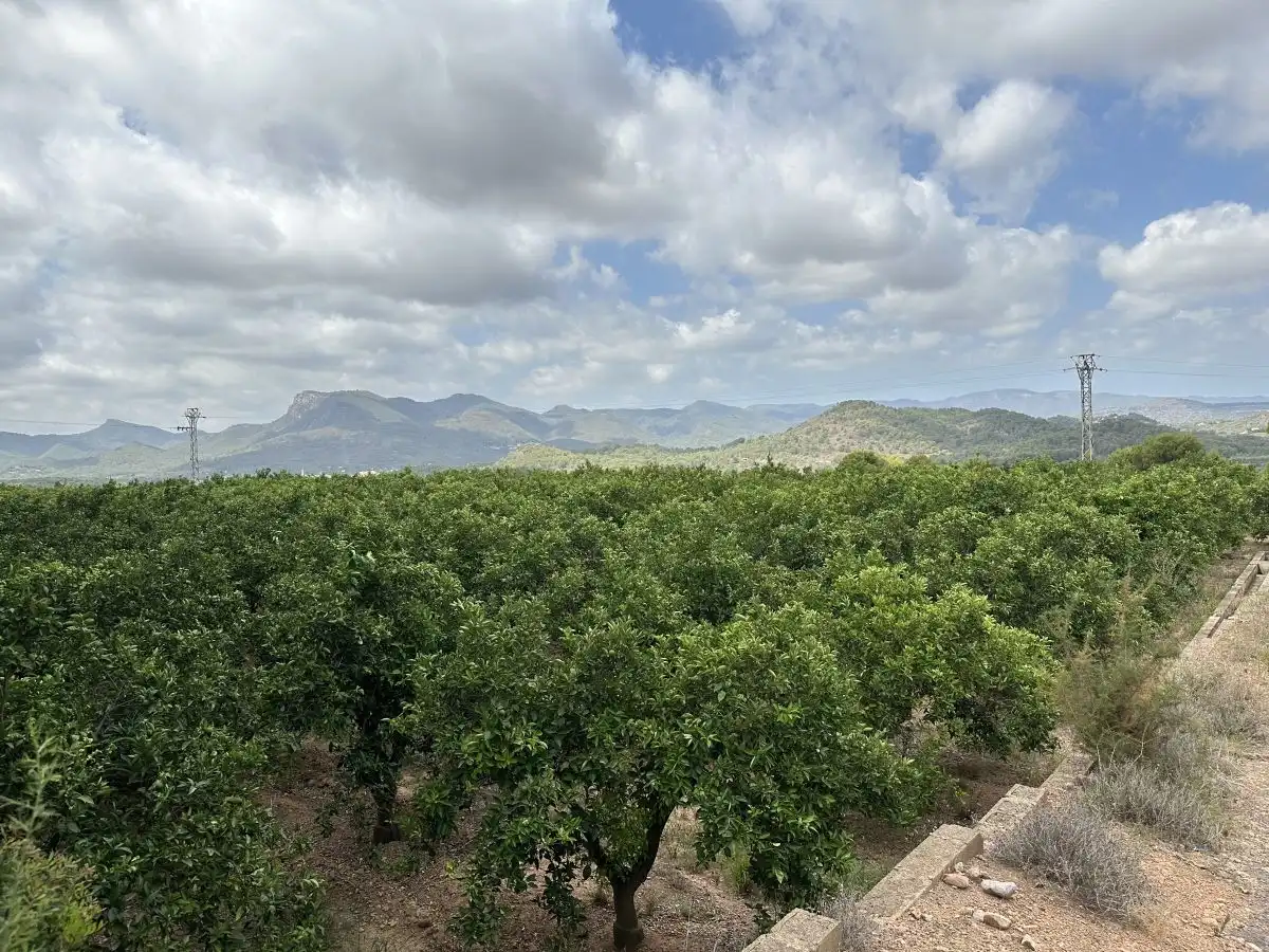 Rural land for sale in Sagunto ciudad, imagen 2