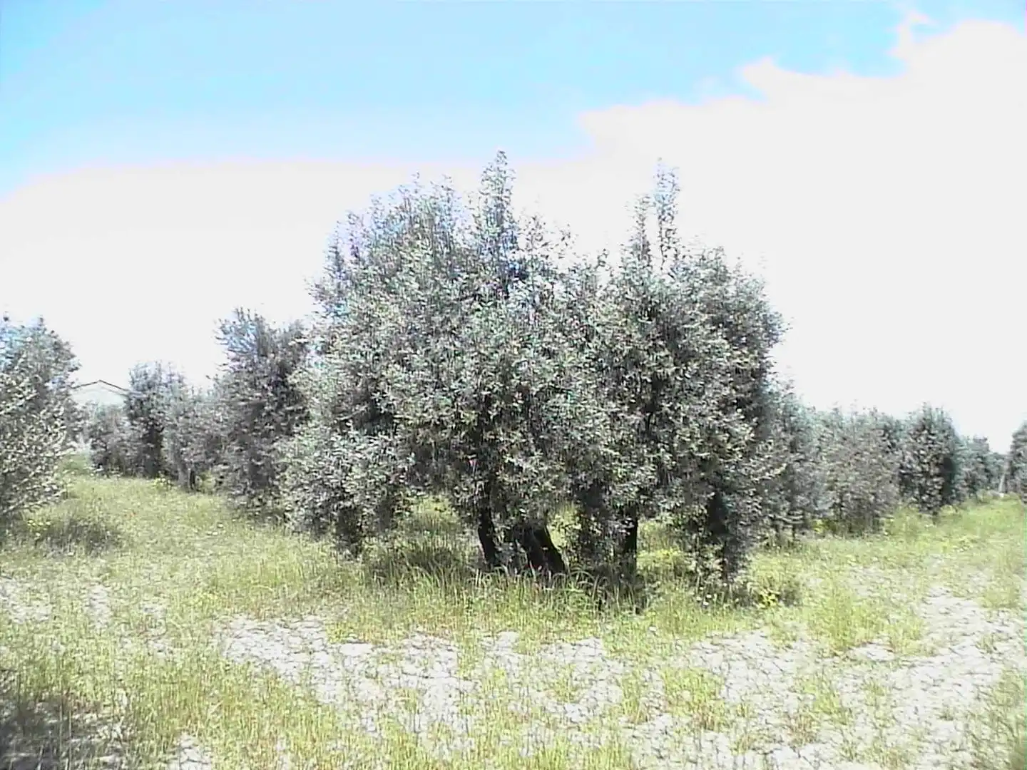 Country homes for sale in N/A, Barillas