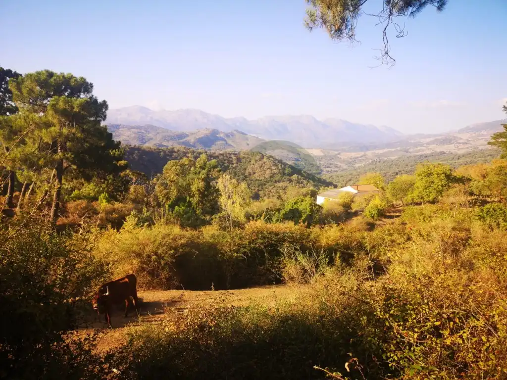 Casa rústica en venda a Gaucín, imagen 5