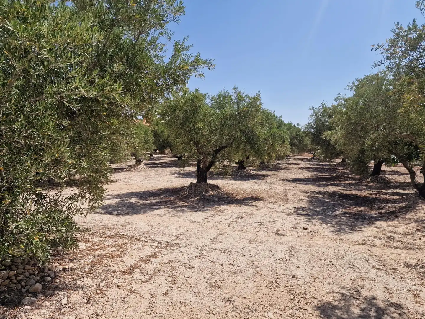 Terreno rustico in vendita a Crevillent, imagen 3