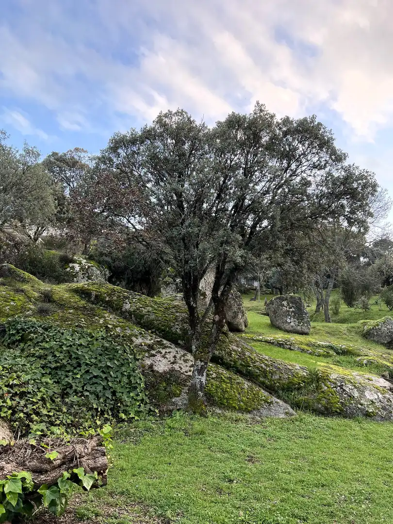Jardí de Casa o xalet en venda en Collado Villalba amb Calefacció, Jardí privat i Terrassa