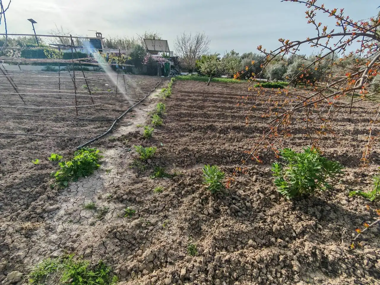 Jardín de Finca rústica en venta en Huétor Tájar con Jardín privado, Piscina y Amueblado