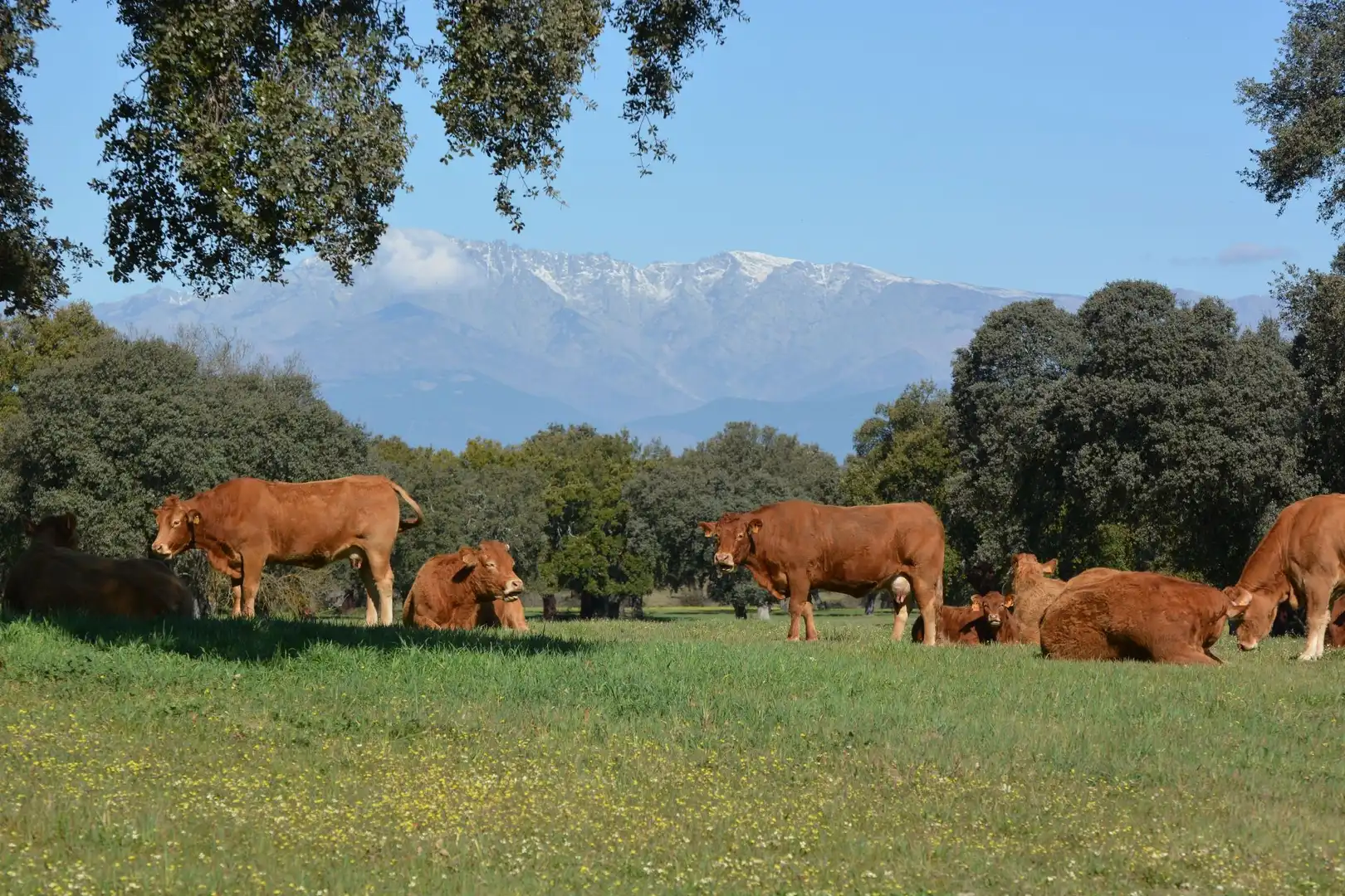 Außenansicht von Grundstücke zum Verkauf in Torralba de Oropesa