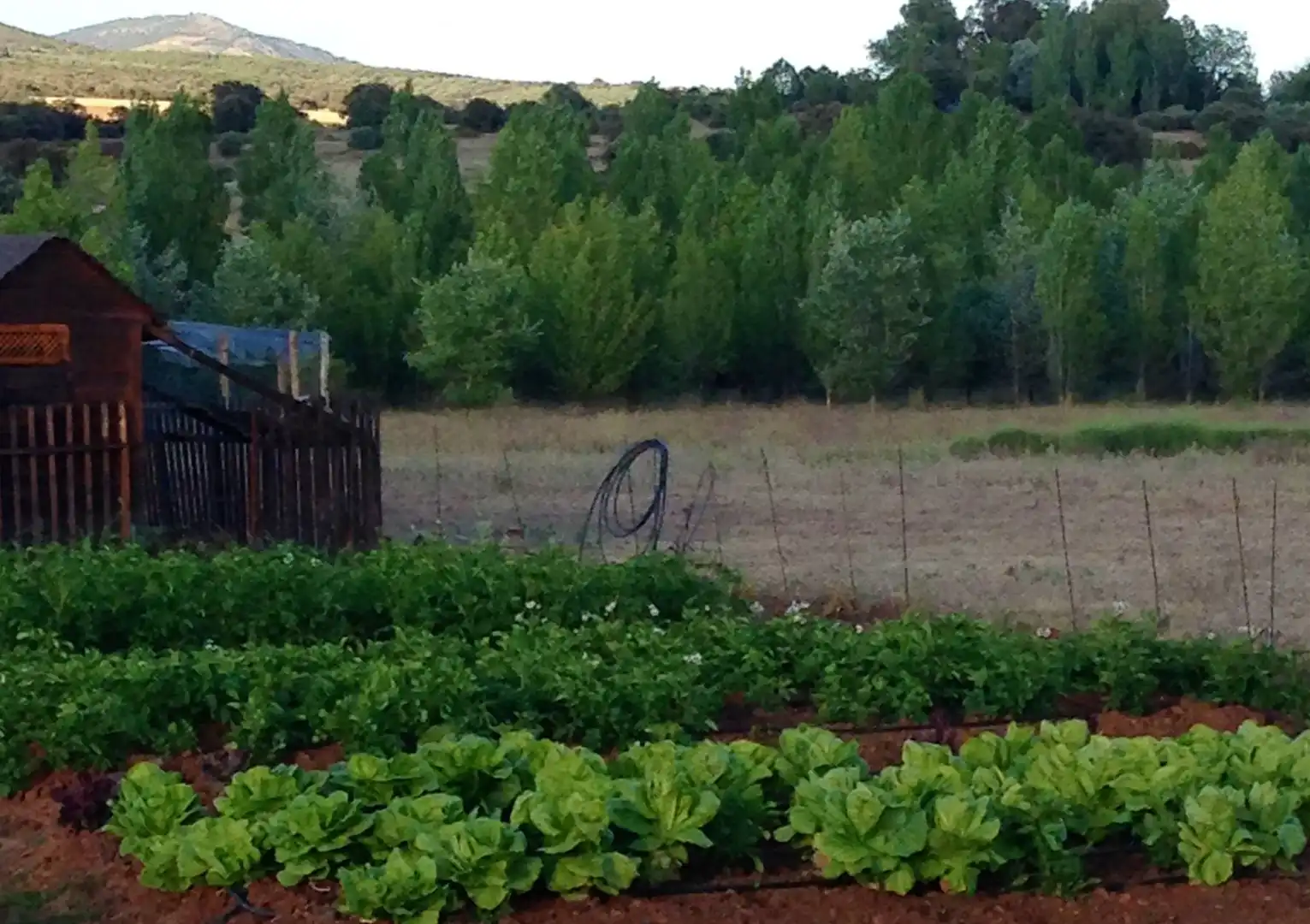 Jardín de Finca rústica en venta en Torrenueva con Aire acondicionado, Calefacción y Jardín privado