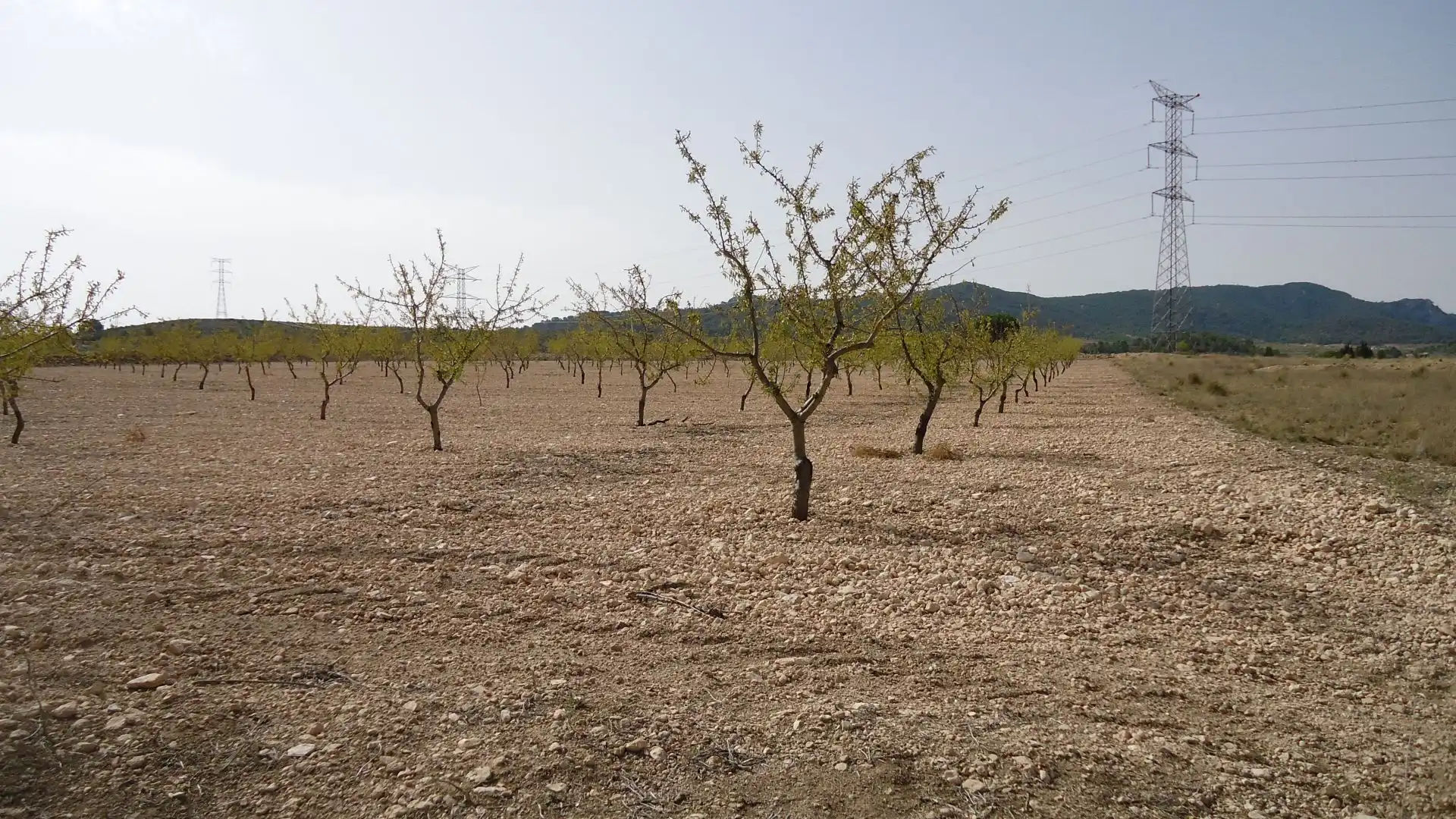 Rustikales Grundstück zum Verkauf in Jumilla, imagen 17