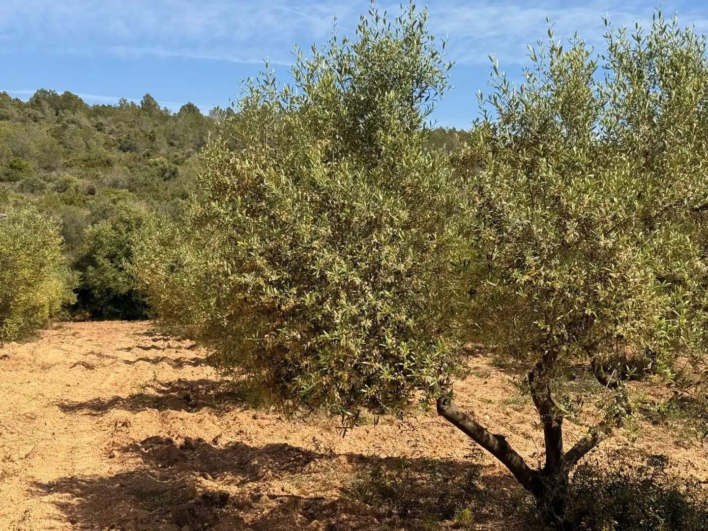 Finca rústica en venda a Vespella de Gaià