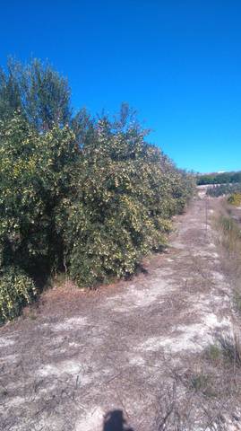 Terreno en Venta en C/ Assagador en Benicolet