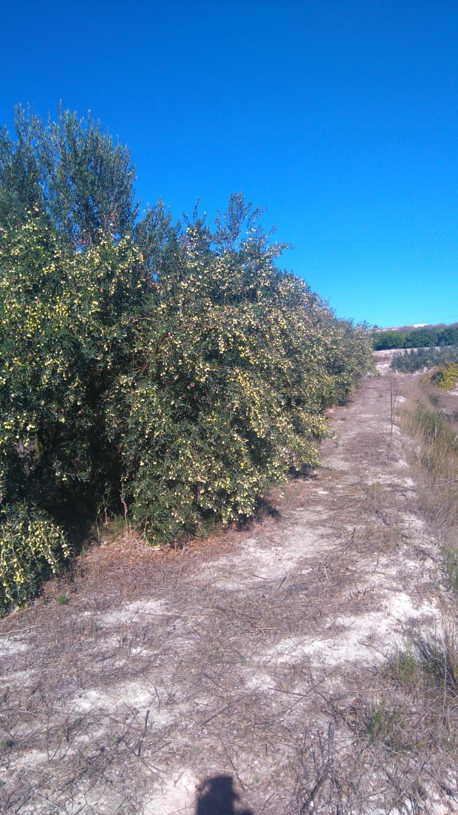 Land for sale in C/ Assagador, Benicolet