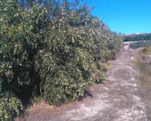 Land for sale in C/ Assagador, Benicolet