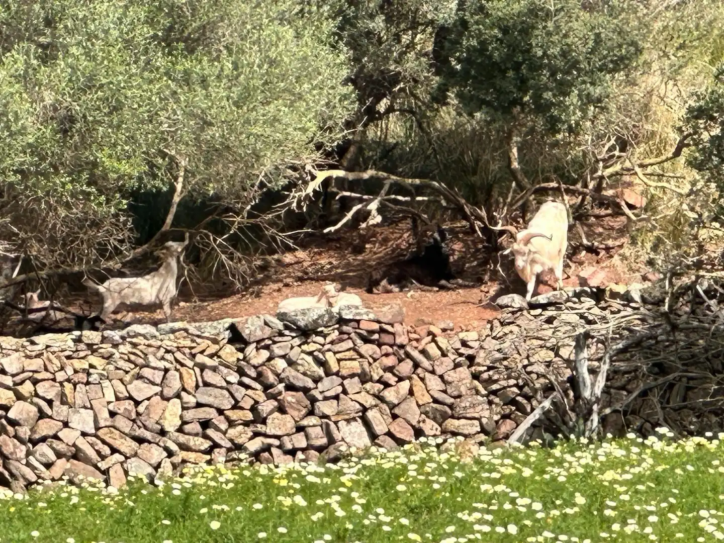 Casa amb jardí en venda a Ferreries poble, imagen 22