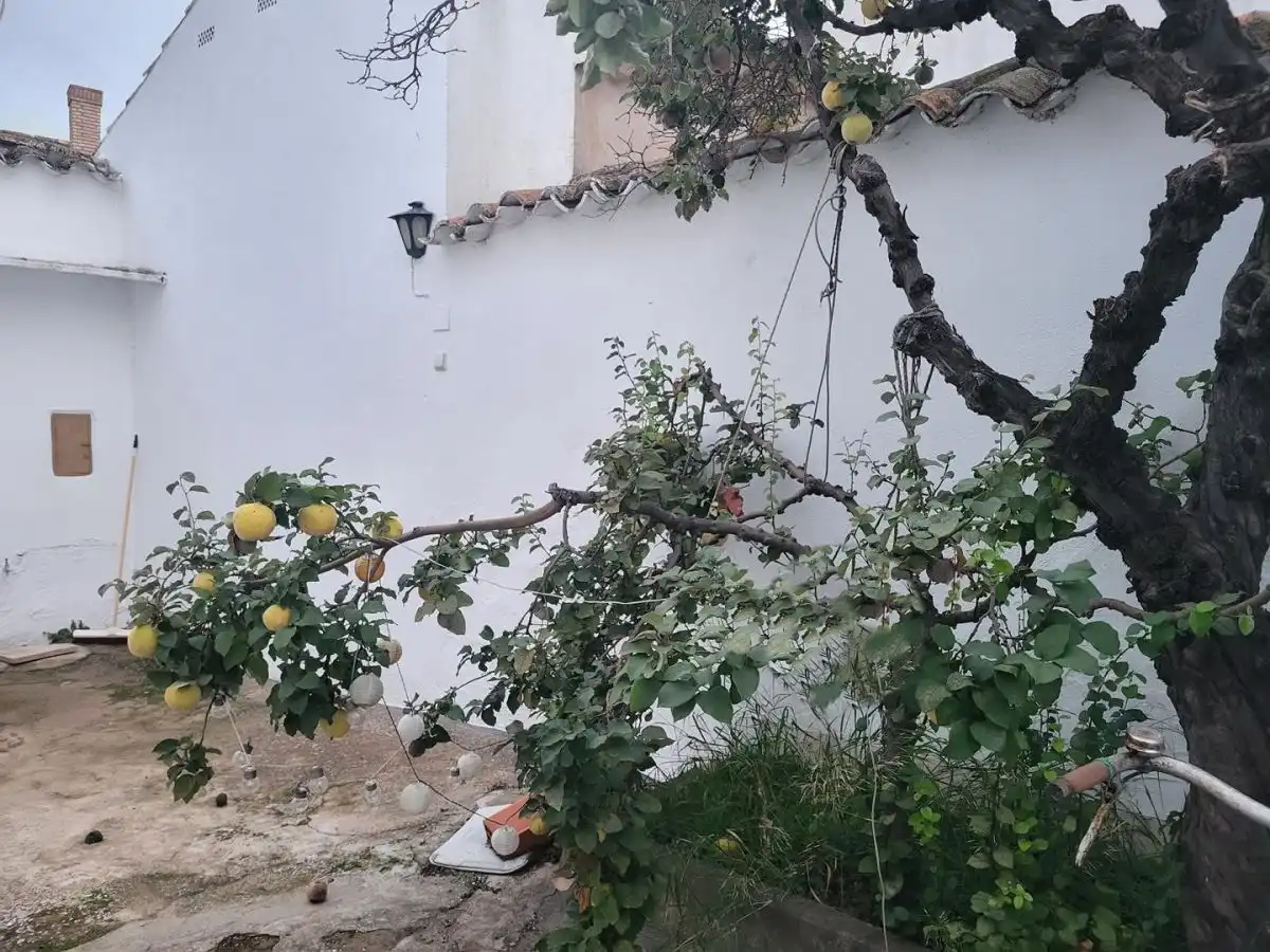Jardí de Casa o xalet en venda en Sisante amb Piscina