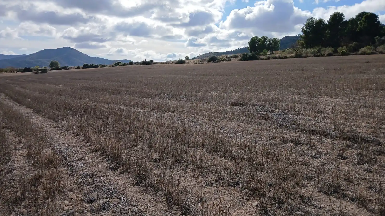 Residential land for sale in Yecla, imagen 15