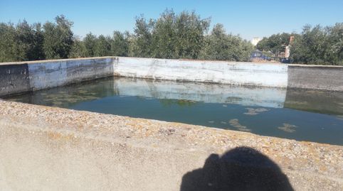 olivar de regadía, immagine 4