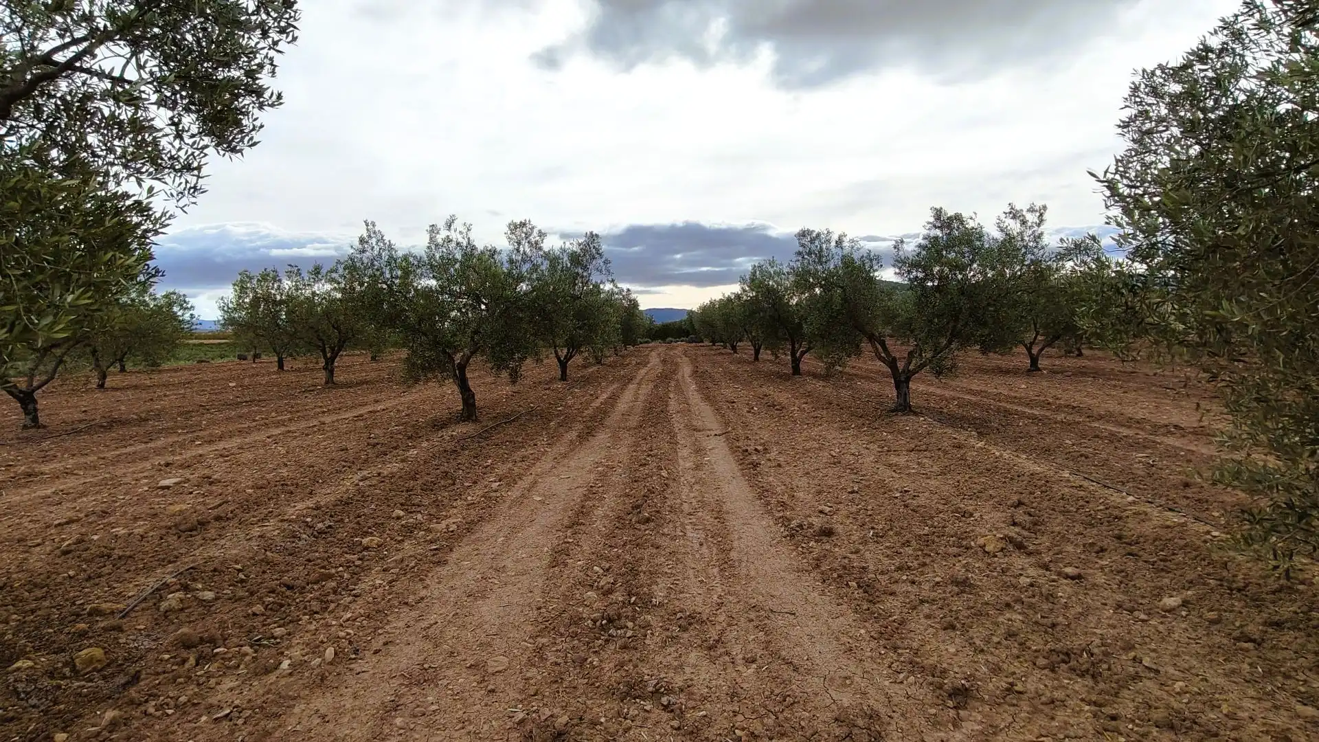 Terreno rústico en venta en Monóvar  / Monòver, imagen 5