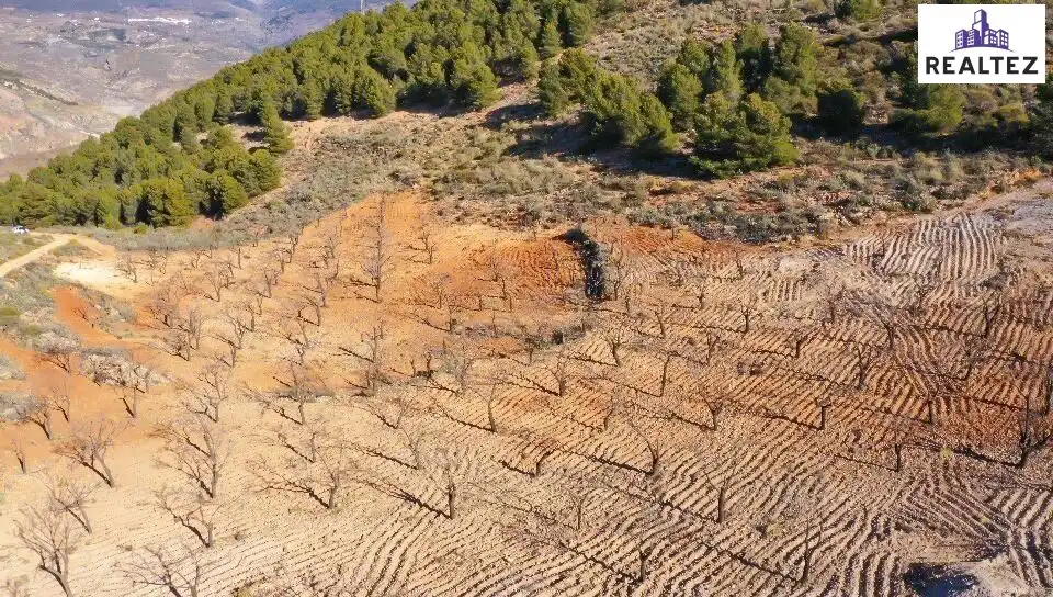 Terrain rustique à vendre à Alcolea, imagen 13