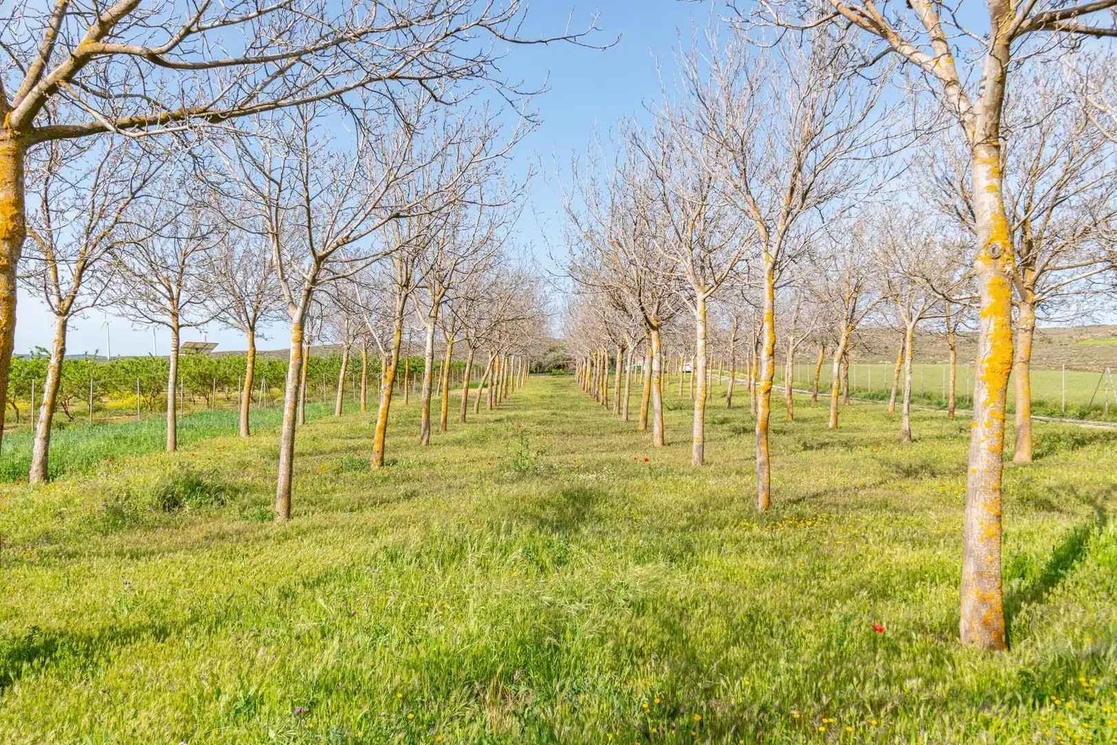 Terreni e lotti in vendita a Padul, imagen 14