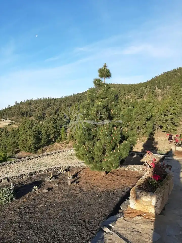 Finca rústica en venda en Granadilla de Abona amb Jardí privat i Terrassa