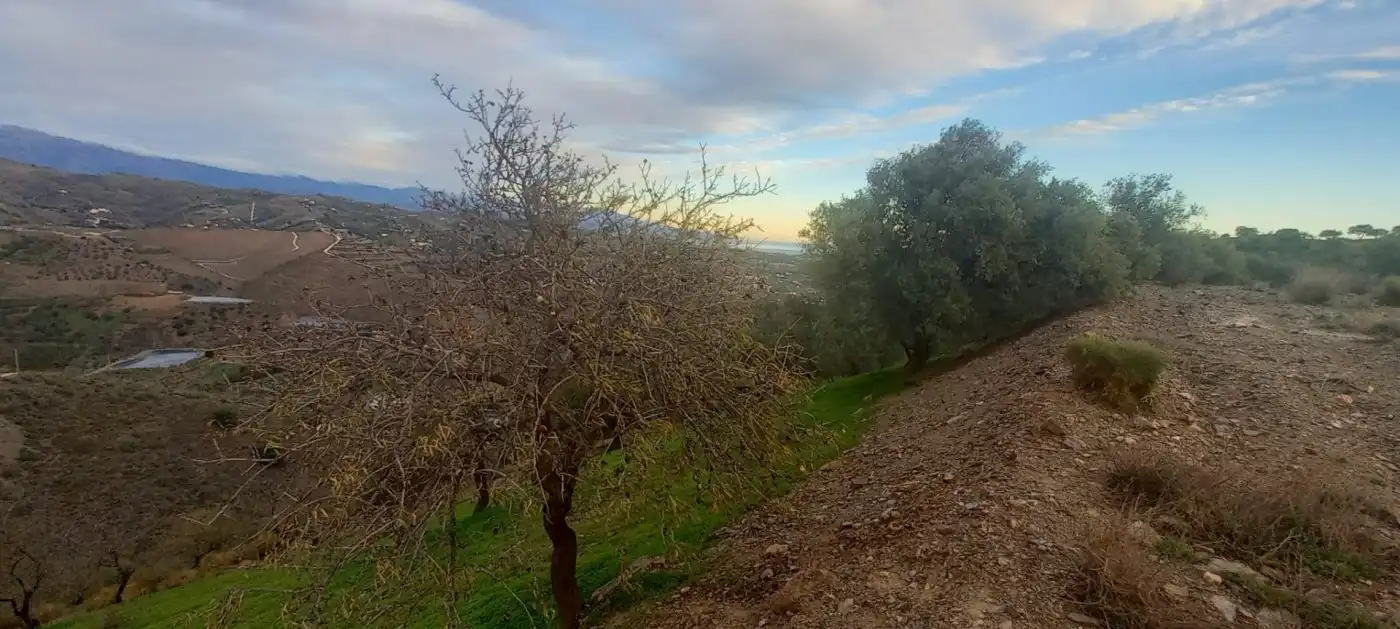 Terreni e lotti in vendita a Benajarafe, imagen 20