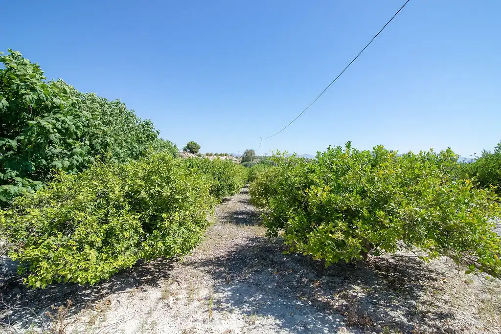 Lands and plots for sale in Paraje del Tale, imagen 8